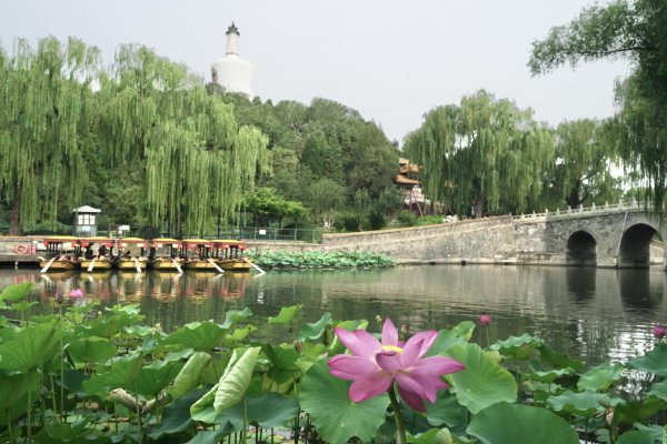 大众配资 北海公园荷花展盛装迎夏，169盆珍贵碗莲同步亮相